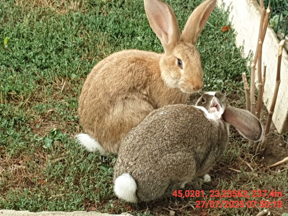 vand iepuri de casa metis