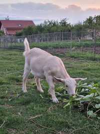 Vând ieduță tânără