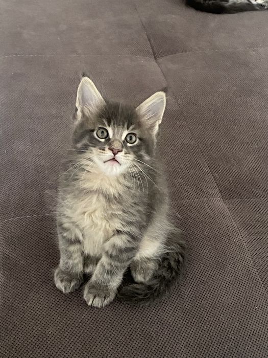 MAINE COON rasa pura