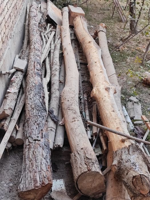 Terak, sasna, archa,yoğochlar sotiladi