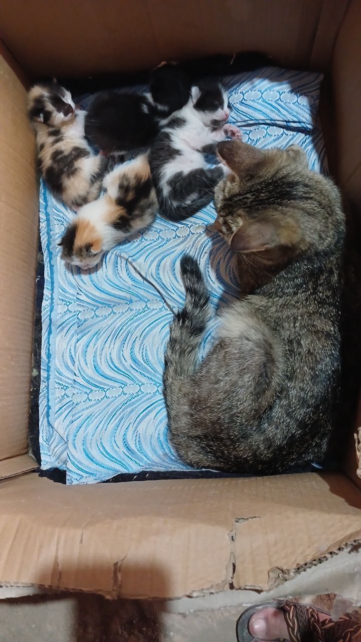 Котята бесплатно