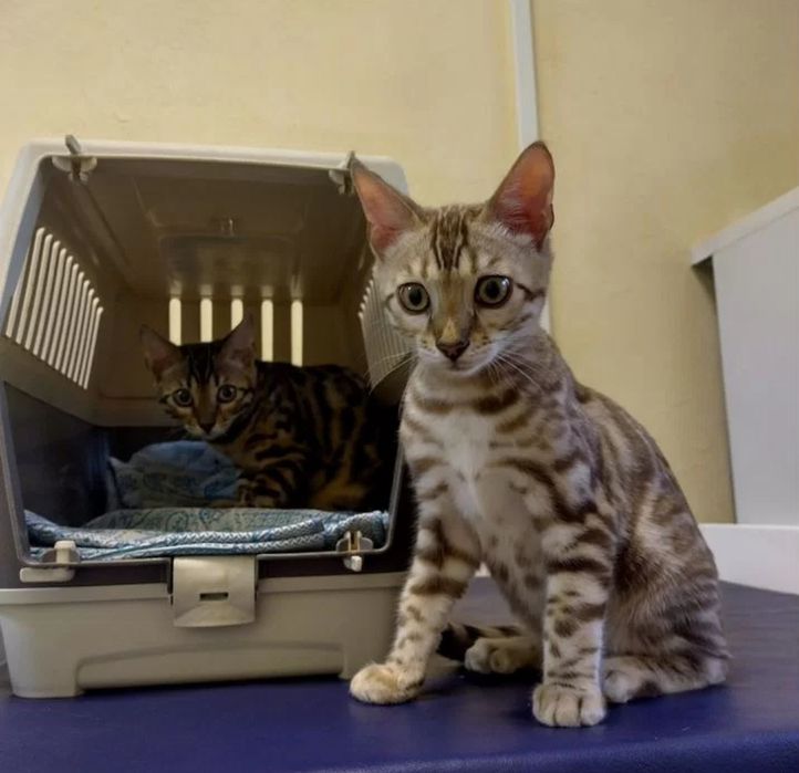 Бенгальские котята