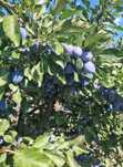 Vand prune  din soiul stanley