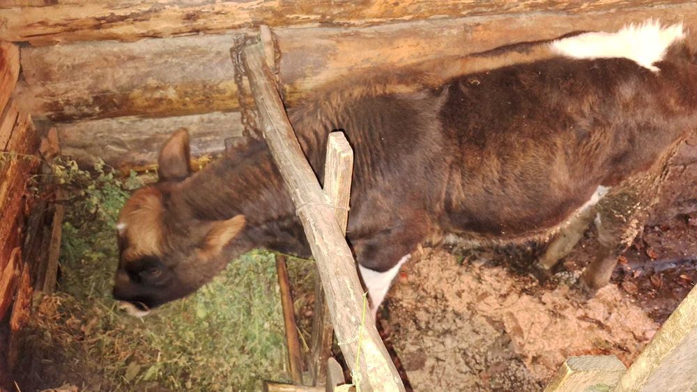 Vând vițică de 7 luni