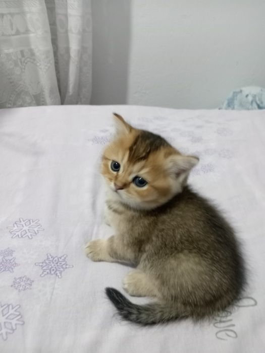 Шотландские котята