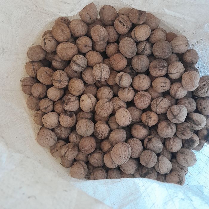 Dumaloq yong'oq bor.