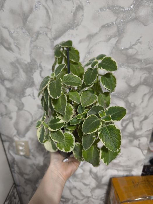 Комнатный цветок, пахнет мятой