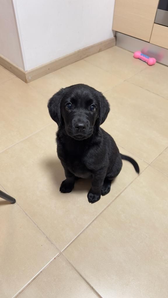 Labrador retriever negru