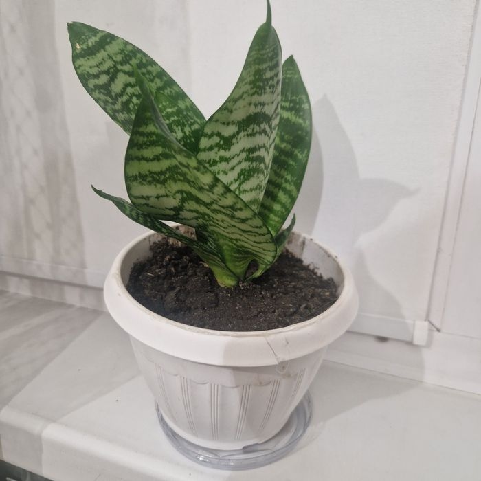 Цветы домашние цветы