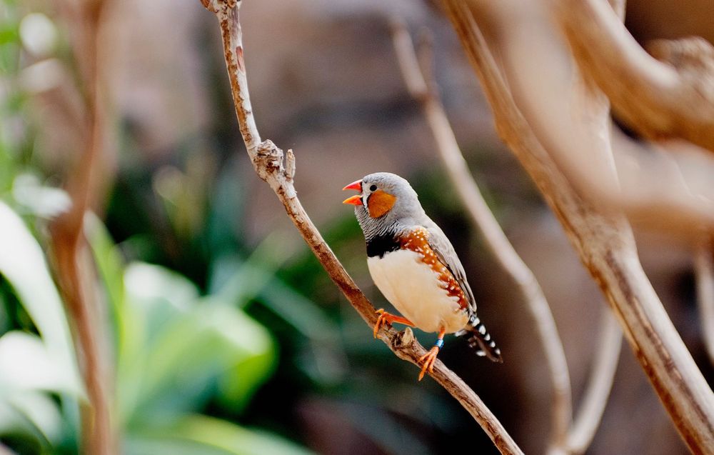 Nikon AF 35-70mm f/2.8D Nikkor обектив Никон #4/4