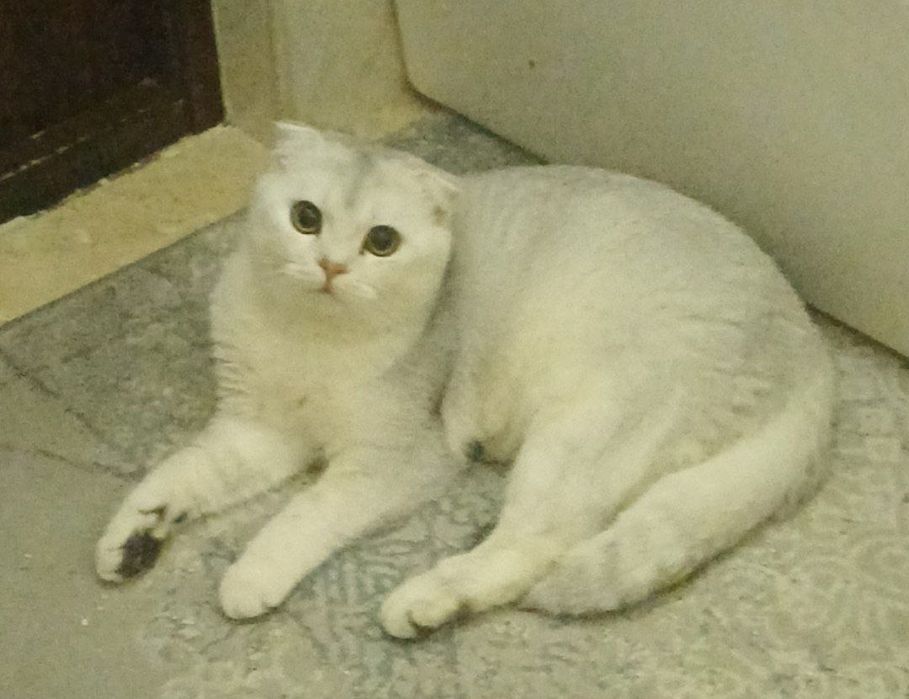 Продам вислоухово шотландского кота
