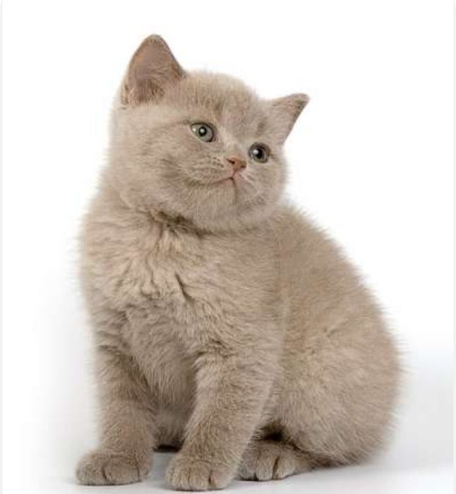 Котик Плюшевый Кофе с молоком