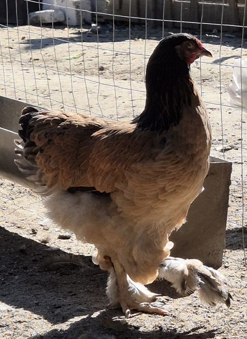 Familie brahma columbia-tineret