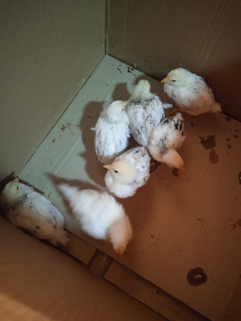 Adler jojalari sotiladi 1 oyli 35 mindan