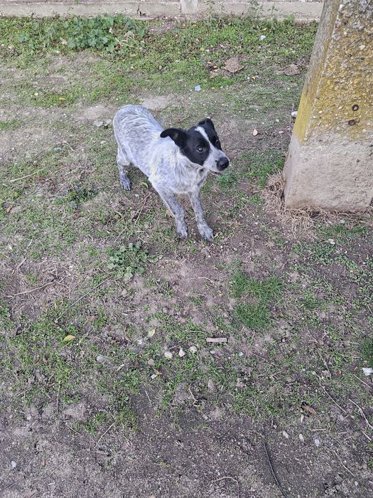 Donez o cățelușă