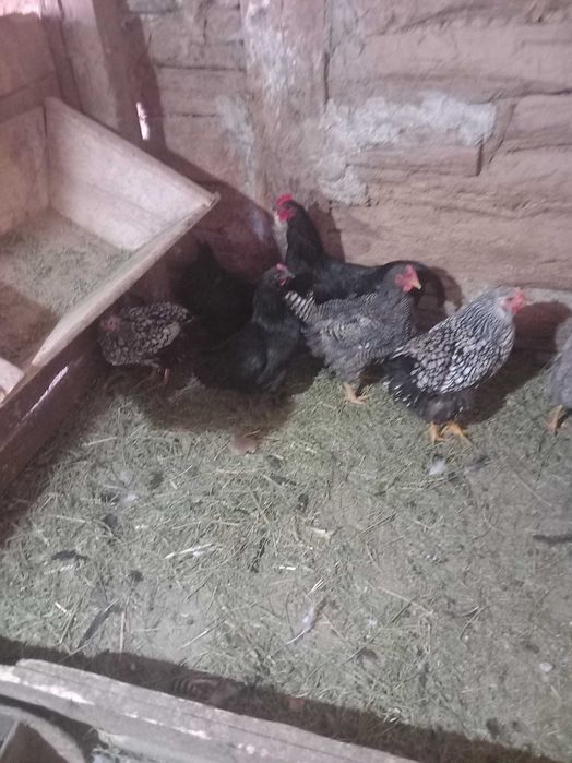 Vand gaini in martie de asutrolop negru 4+1 wyandotte argintiu