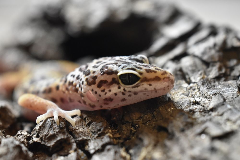 Gecko Leopard - Eublepharis macularius