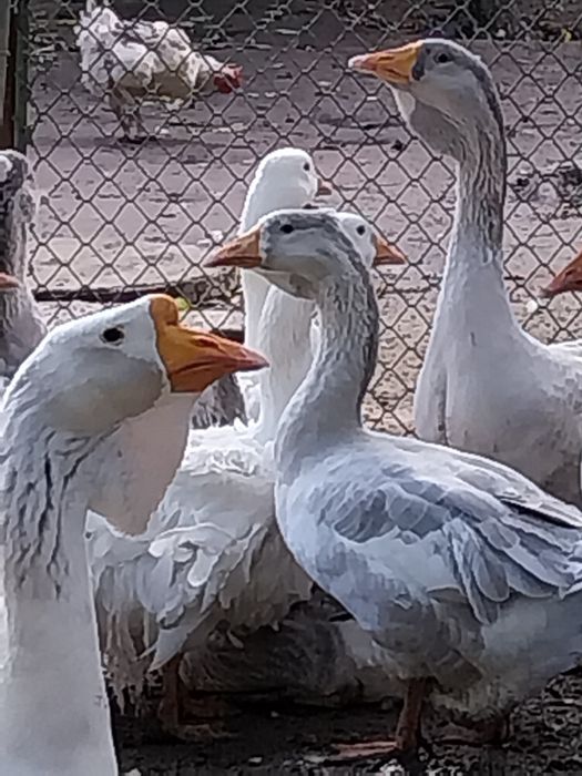 Gascan românesc/holmogor