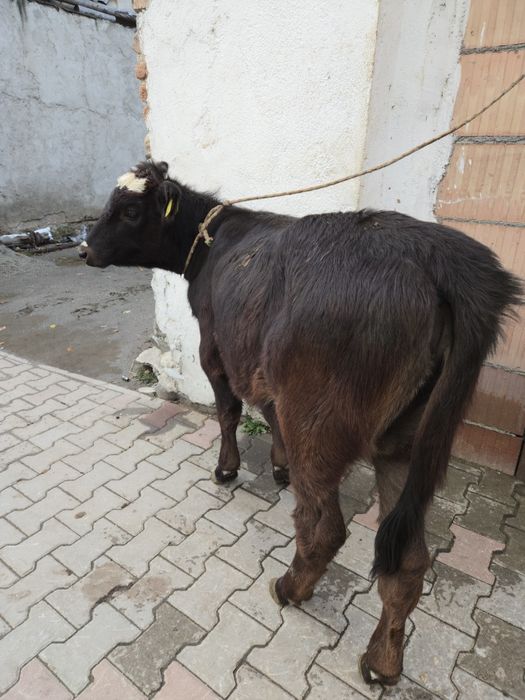 Vand vitea angus de 2,5 luni