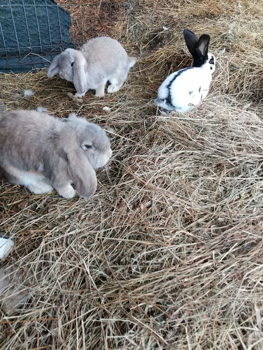 Vând iepuri berbec german