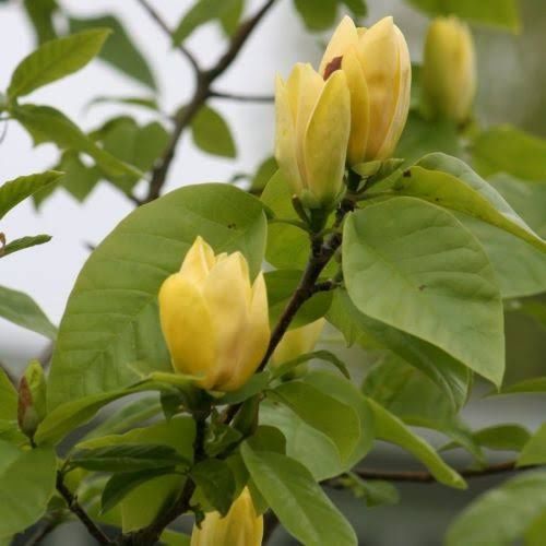 Magnolie Yellow Bord