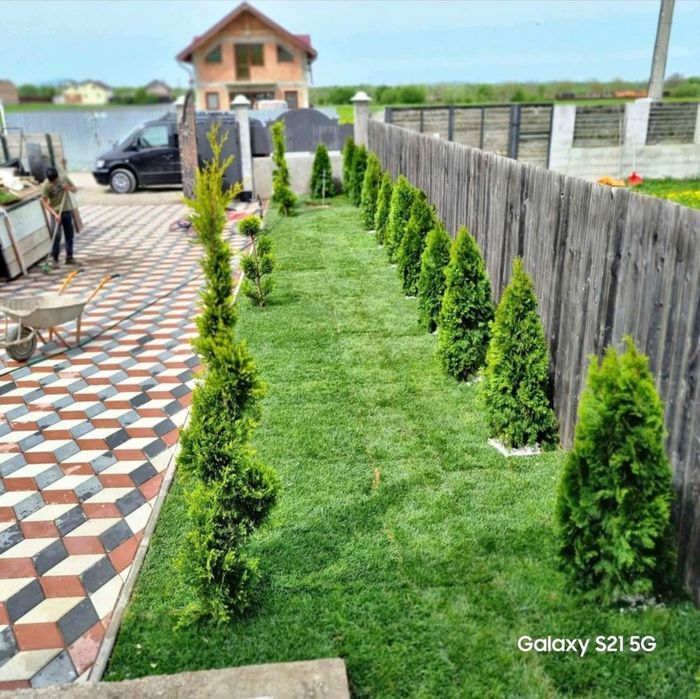 Plante ornamentale și gazon rulou sport, leylandii 2m - 4m gard viu