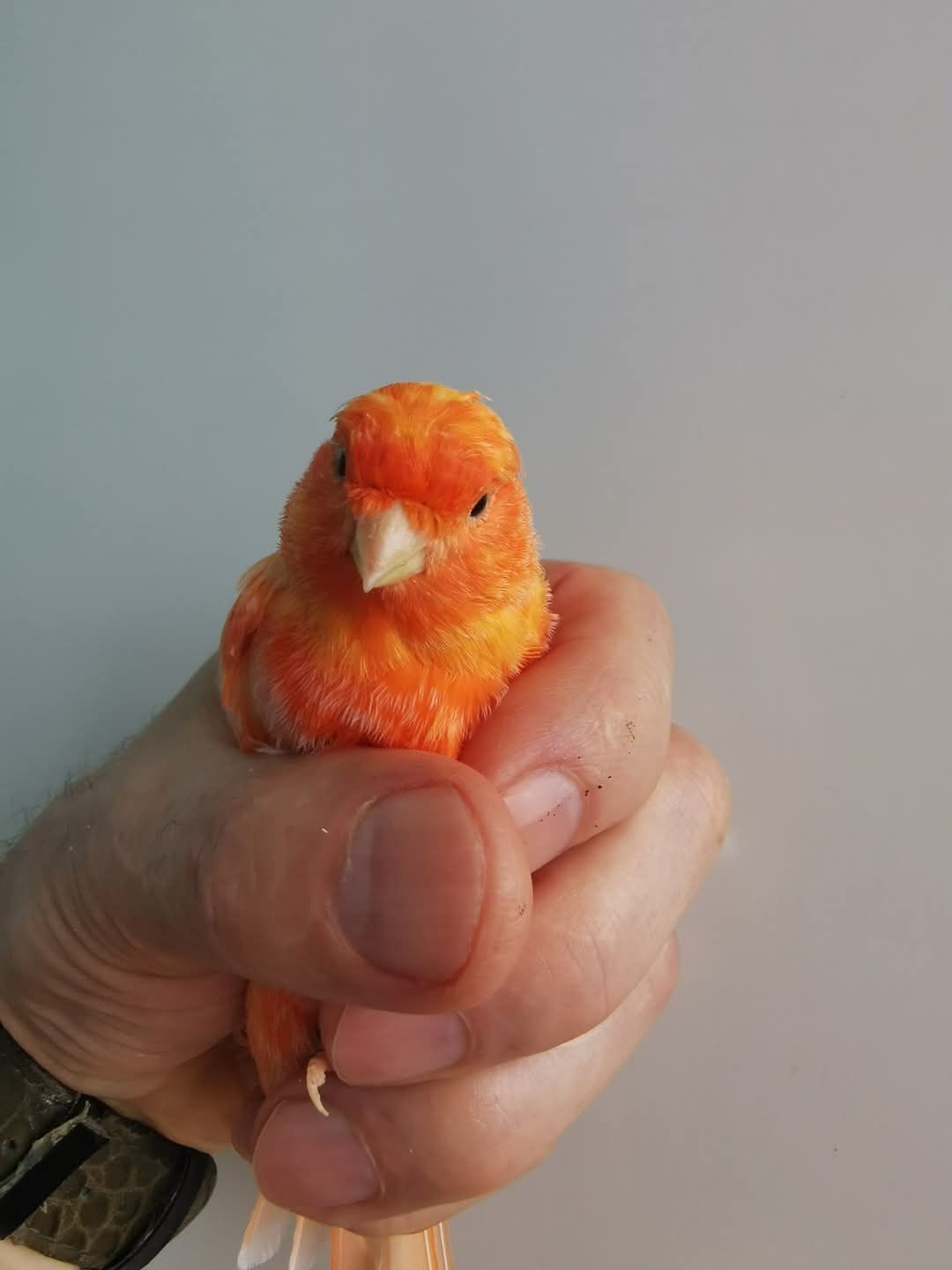 Canari Roller Suceava