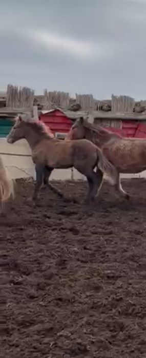 Жабагы сатылады 2 еркек