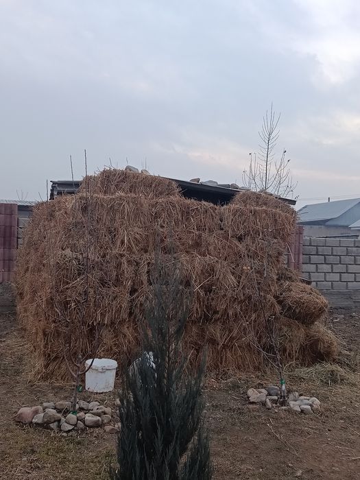 Шөп иссыкта срочно