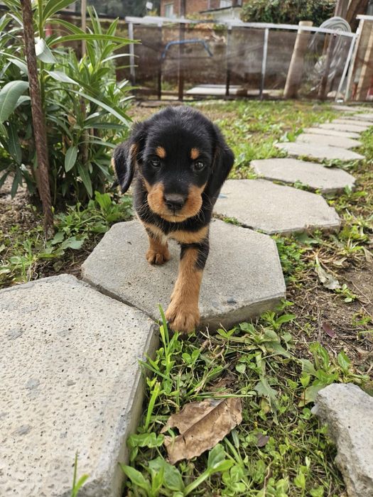 Подарявам мъжки гончета