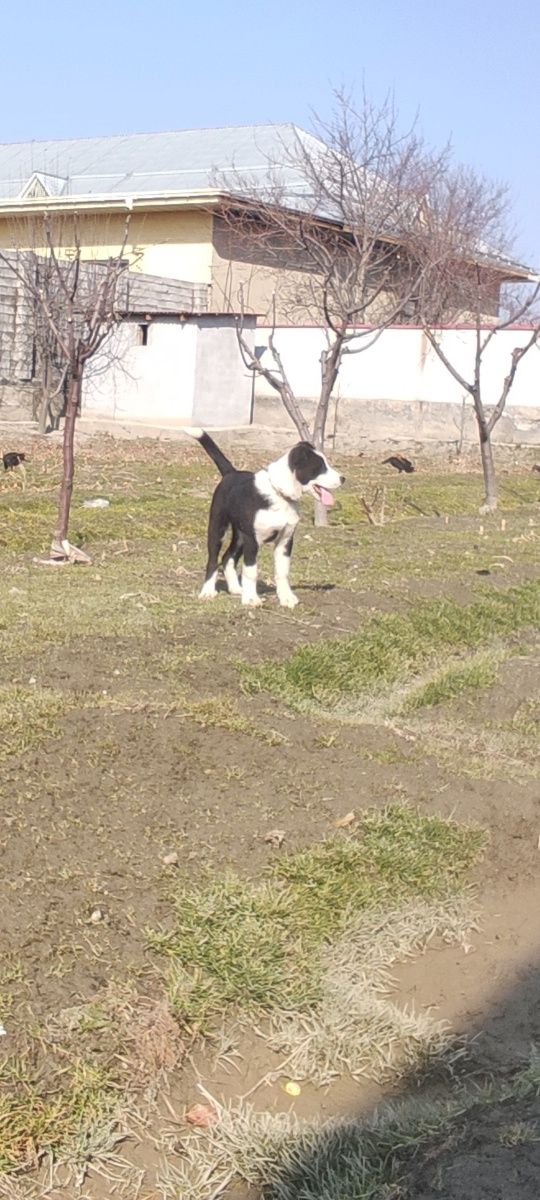 Алабай Кучук боласи