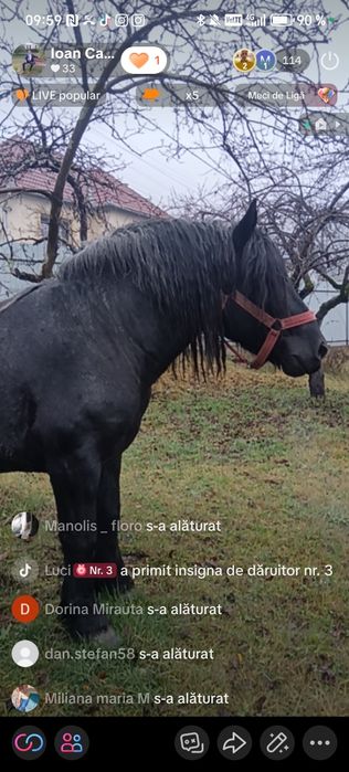 Armăsar foarte cuminte