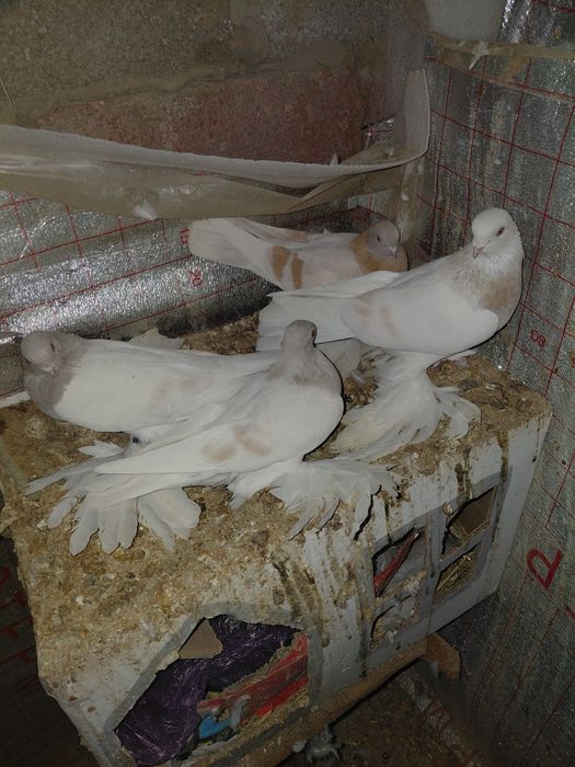 Голуби белые тасманы гребля