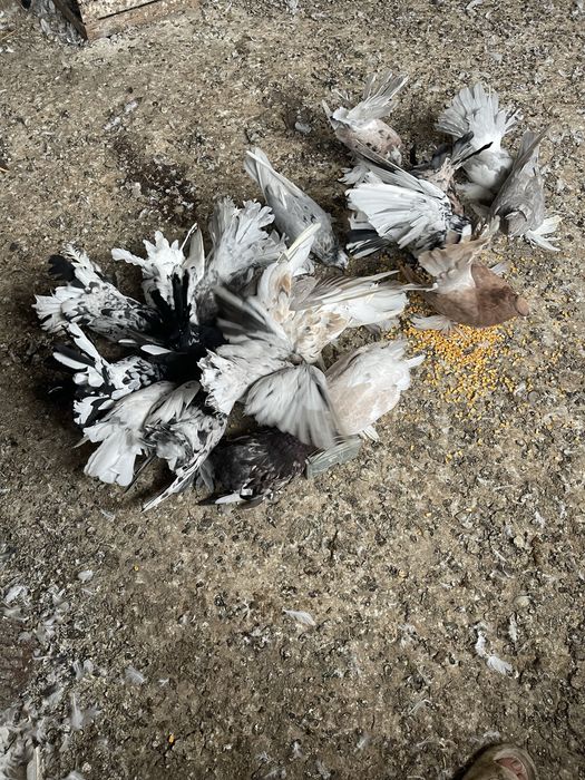 Vand porumbei indieni