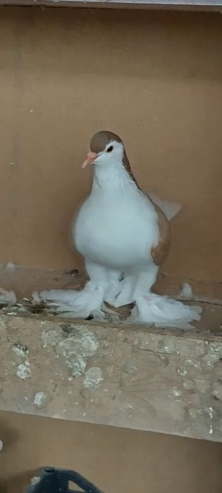 Rândunele de saxonia