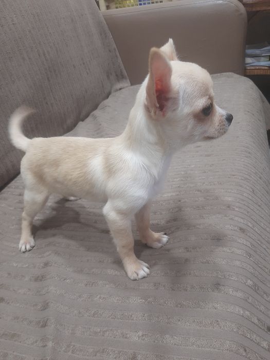 Чихуахуа мини момченце