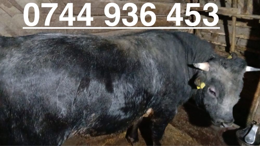 Taur Albastru Belgian