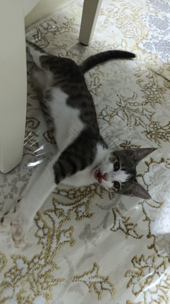 Кошка жаннета на хорошие руки
