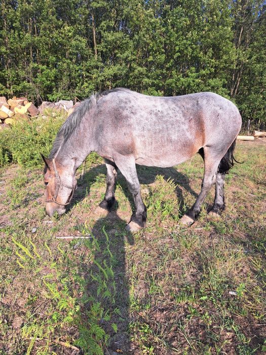 Vând iapa si mânză