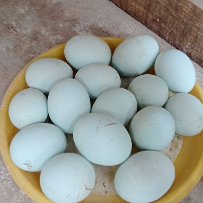 Домашний Ухеюль тухуми.