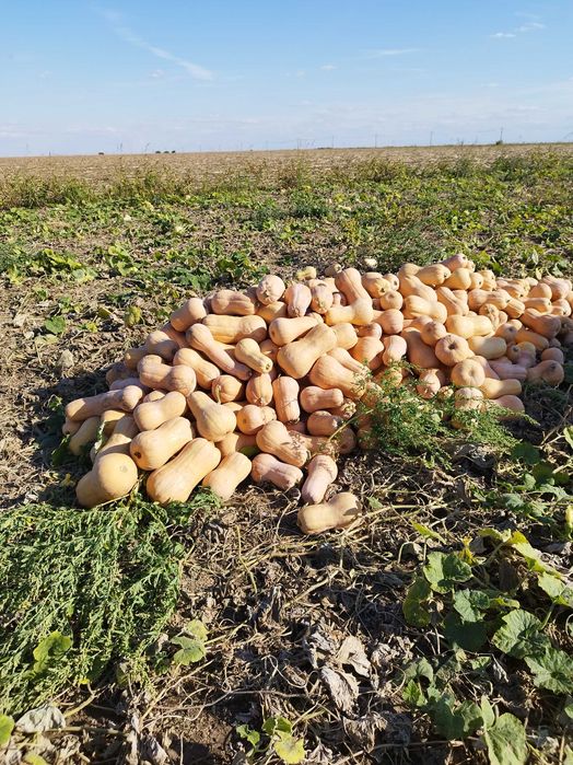 Dovleci plăcintari de vânzare