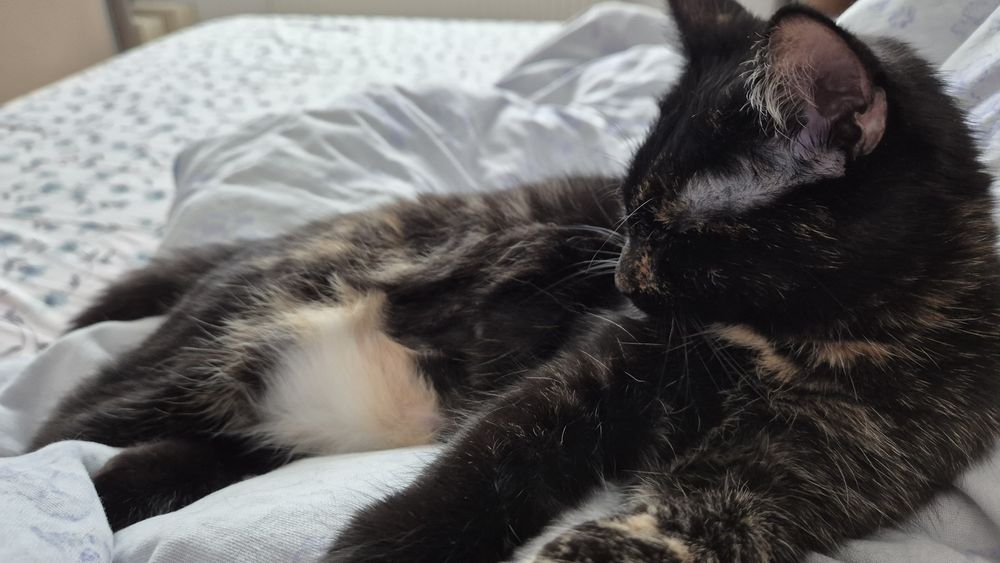 Mia, pisica pentru adoptie