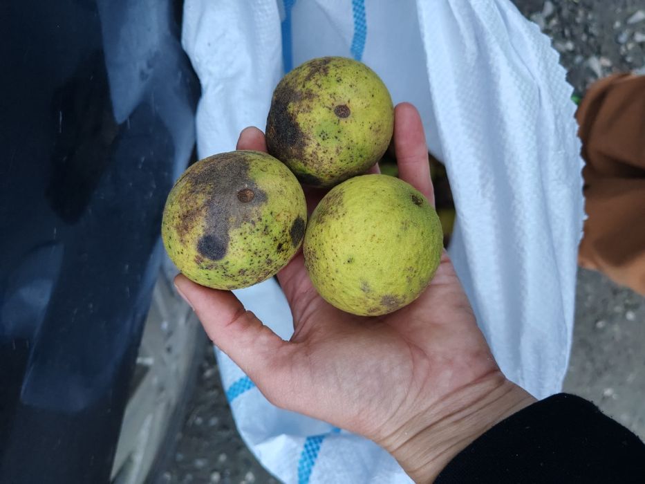 Nuci neagre cu coajă sau fără