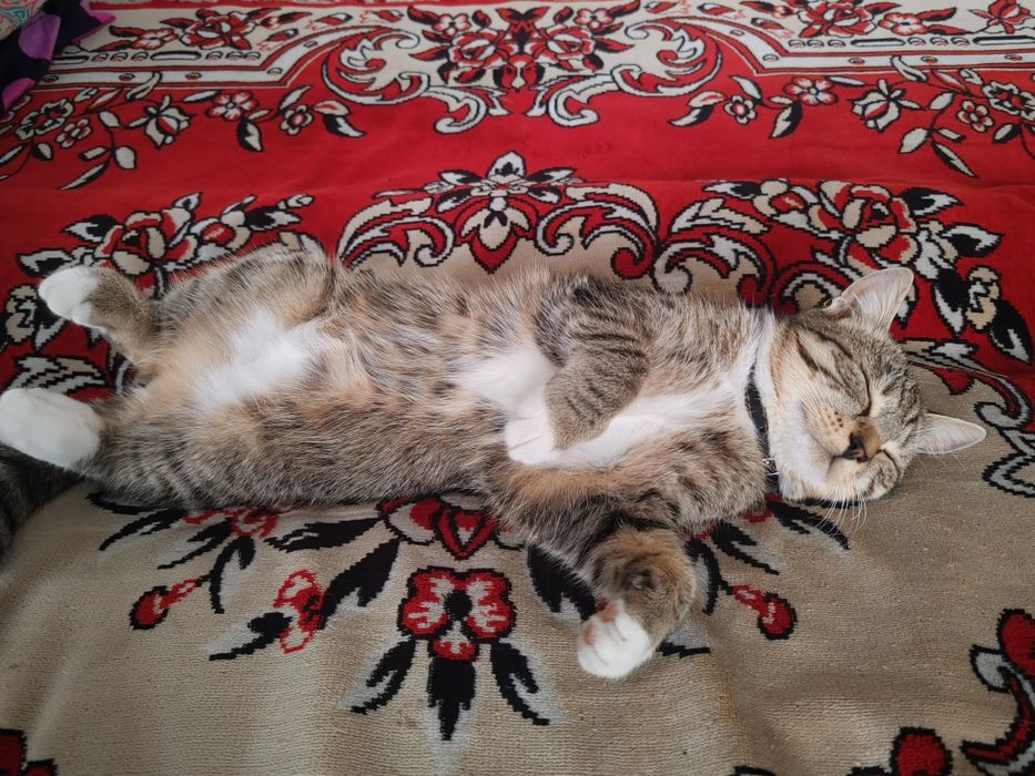 Отдадим кота и котёнка девочку