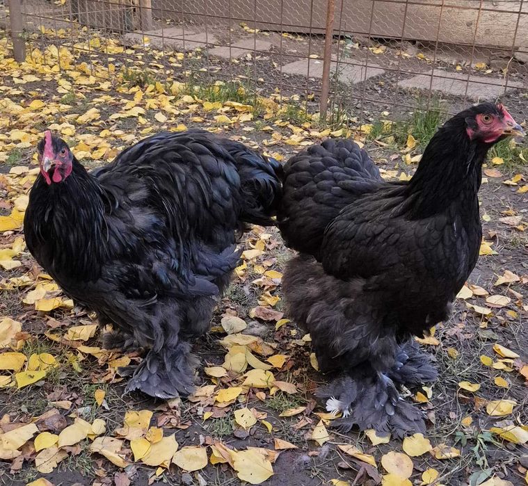 Gaini Cochinchina si Brahma disponibile