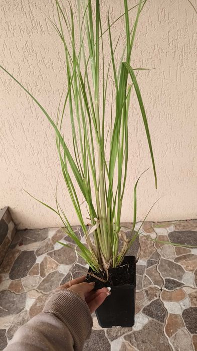 Iarba de pampas alb-roz