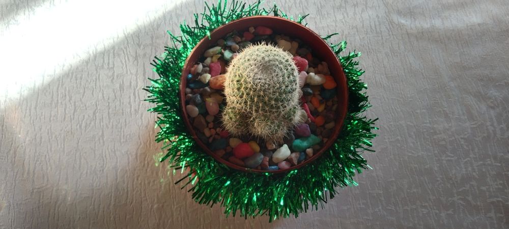 Кактусы новогодние подарки