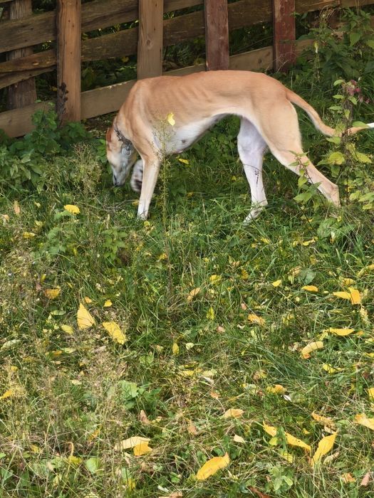 Vând cățea ogar ...