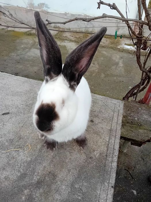 Uriaș de Transilvania tineret si adulți