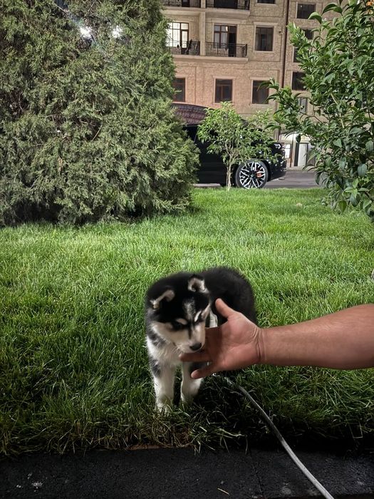 Соглом ит сотилади гарантияси бор